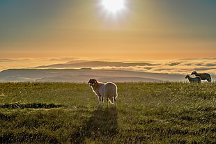 white sheep on green grass field during sunset