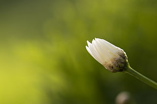 selective focus photography of white Oxeye daisy