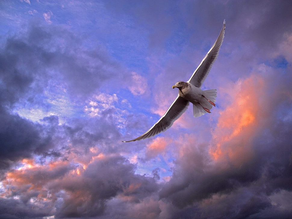 white eagle HD wallpaper