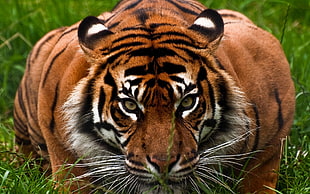 Bengal tiger, animals, tiger, nature HD wallpaper