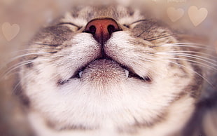 shallow focus photography of cat's nose HD wallpaper