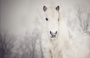 close-up photography of white horse HD wallpaper