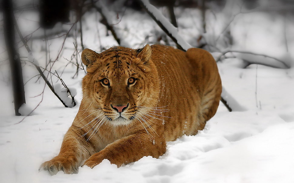 brown tiger on snow HD wallpaper