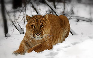 brown tiger on snow