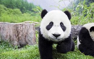baby panda, panda, animals