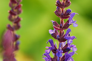 closeup photo of purple Salvia flower