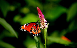 Monarch Butterfly perched on purple petaled flower