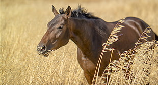 brown horse near brown grass