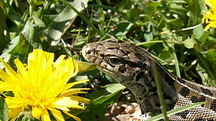 yellow dandelion flower and brown and black snake