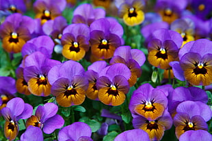 purple-and-brown Pansy flowers HD wallpaper