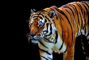 closeup photo of Tiger HD wallpaper