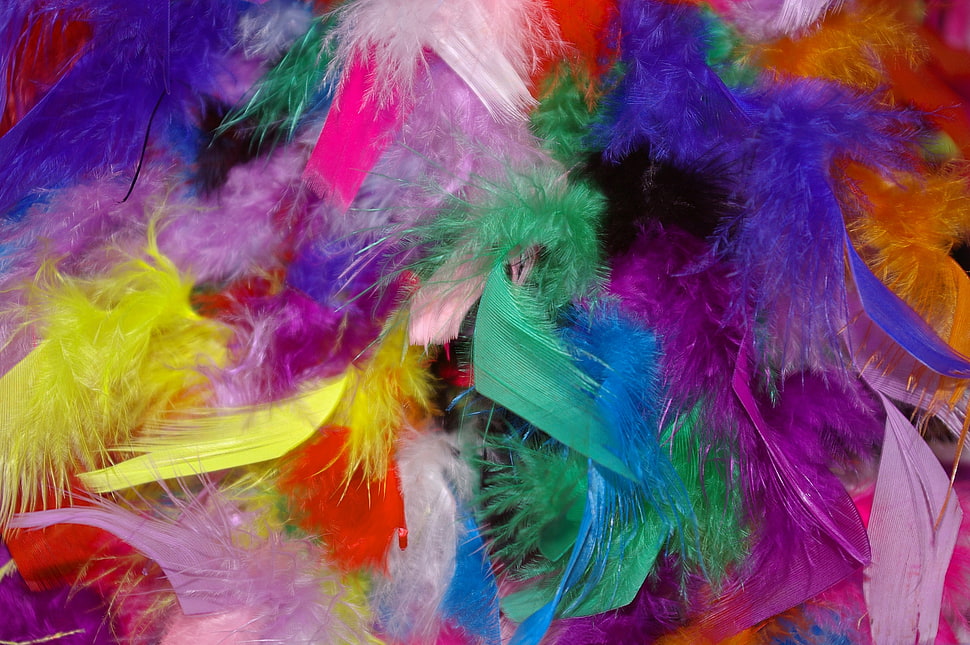 assorted color of feathers HD wallpaper