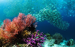 school of grey fish and orange and purple corals, coral, animals, fish, nature HD wallpaper