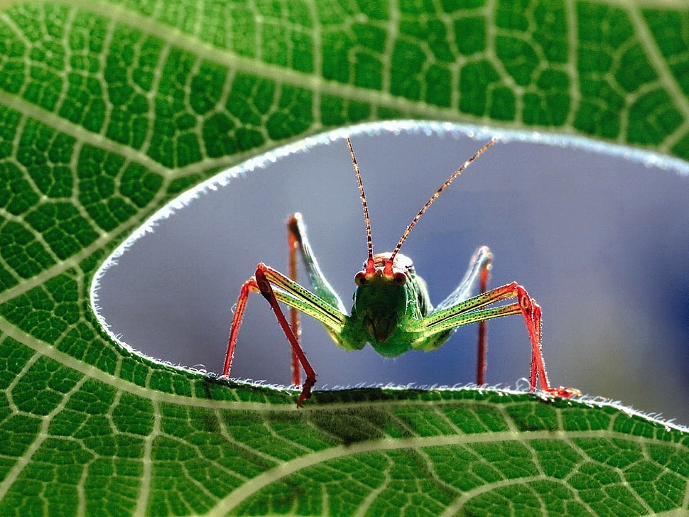 green grass hopper on leaf HD wallpaper