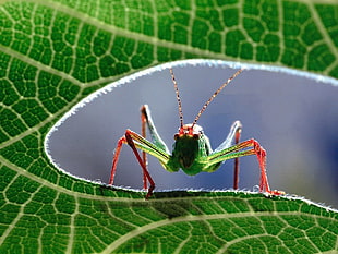 green grass hopper on leaf