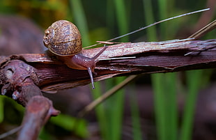 brown snail on brown branch at daytime HD wallpaper