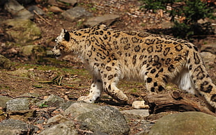 photo of adult brown leopard near gray rock and brown log