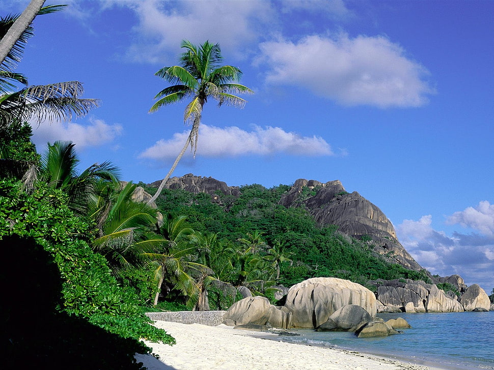 tree on seashore, landscape HD wallpaper