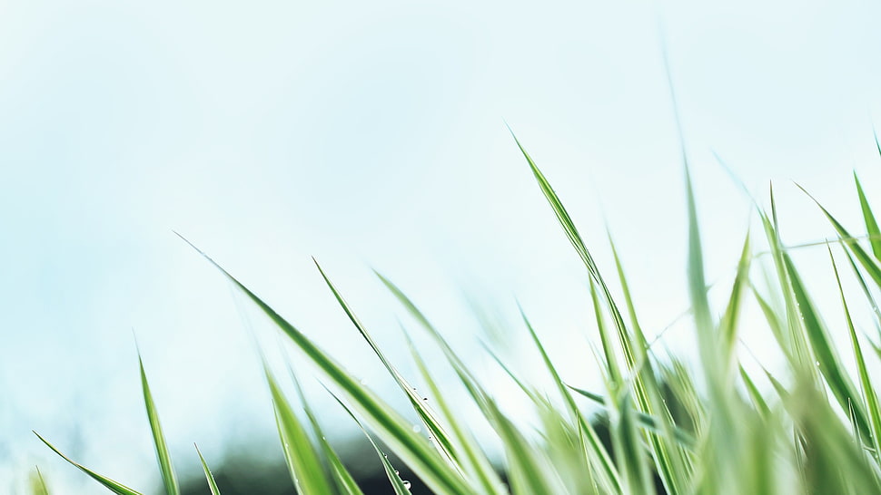green leaves plant HD wallpaper