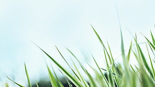 green leaves plant