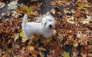 West Highland white terrier standing on autumn maple leaves