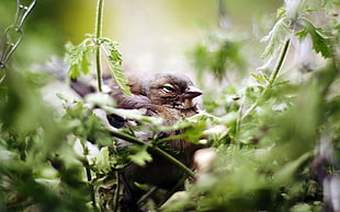 close-up photography of gray bird on green leaves
