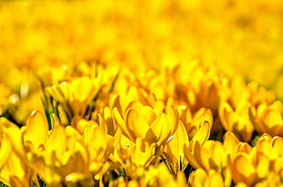 macro photography of yellow flowers lot