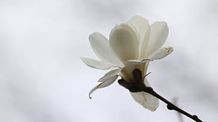 selective focus photography of white Magnolia flower