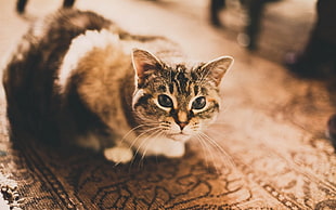 depth of field photography of cat on brown surface