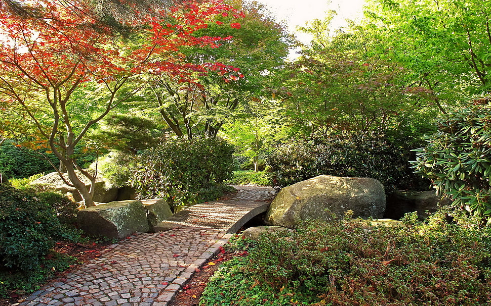 brown concrete pathway between green leafed plants HD wallpaper