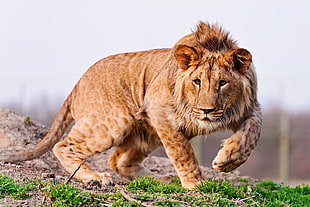 adult lion HD wallpaper