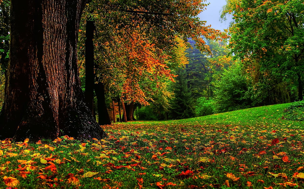 maple leaves, nature, fall, landscape, trees HD wallpaper