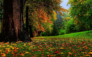 maple leaves, nature, fall, landscape, trees