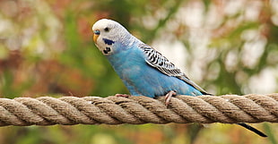 blue and white budgerigar perched on brown rope