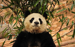 panda near green bamboo plant