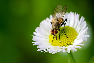 Common Housefly on a white-petaled flower macro photo