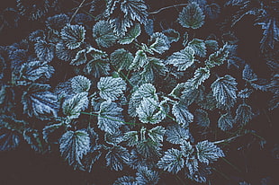 green leaf plants, Leaves, Frost, Frost