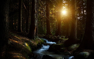 in to the woods photo, nature, landscape HD wallpaper