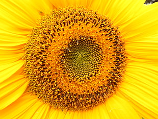 macro shot of sunflower HD wallpaper