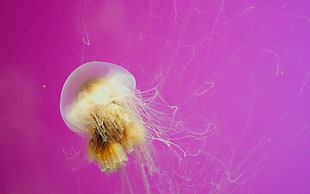 selective focus photography of Jelly fish