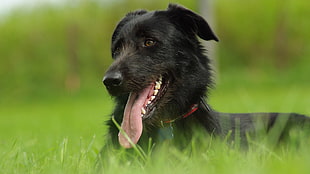 short-coated black dog, dog, animals, Labrador Retriever, tongues HD wallpaper