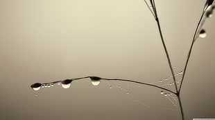 closeup photo of water dew on twig HD wallpaper