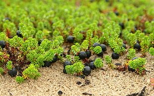 macro photography of blackberries