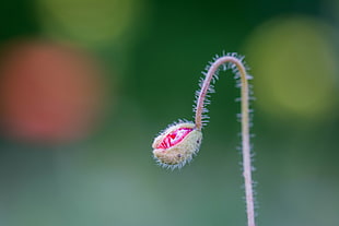 bokeh photography of pink flower bud