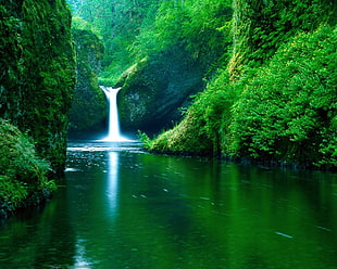 green forest near on white waterfall during daytime