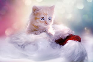 orange and white kitten on white fur textile
