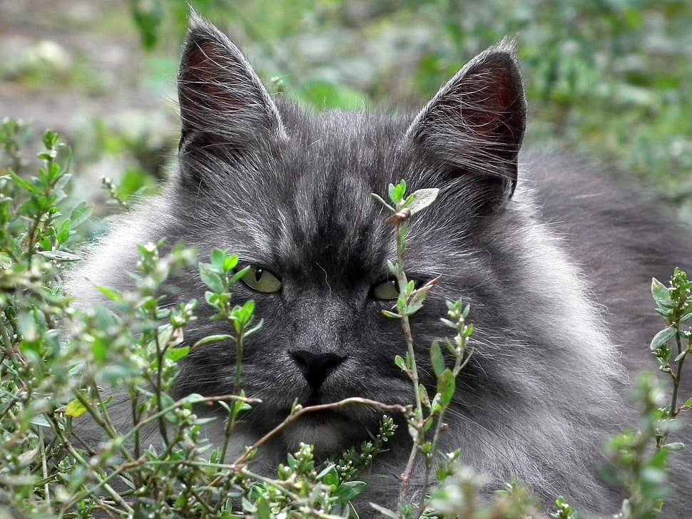 black and gray tabby cat HD wallpaper