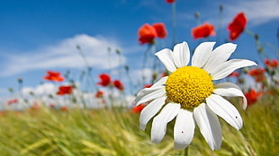 white ox-eyed daisy flower, nature HD wallpaper