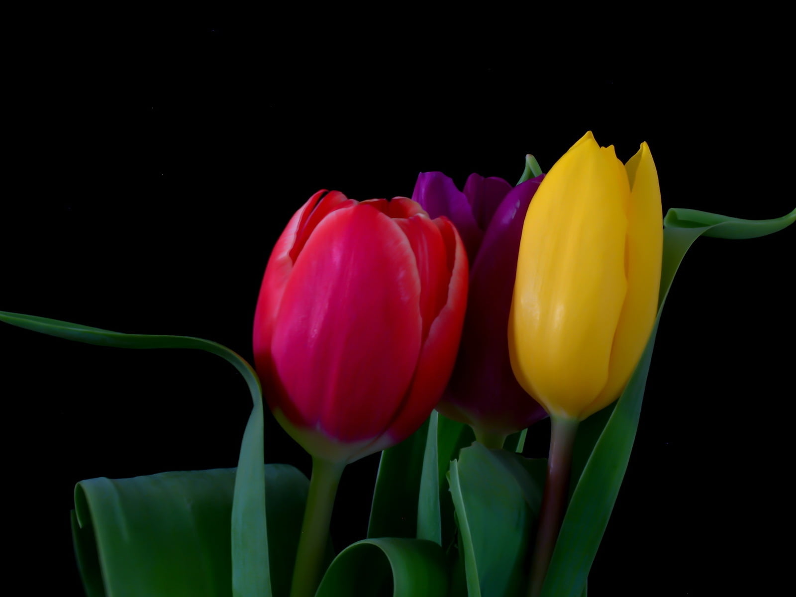 Red Purple And Yellow Tulips Against Black Background Hd Wallpaper Wallpaper Flare