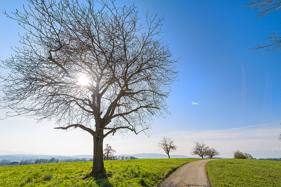 tree beside gray asphalt road HD wallpaper